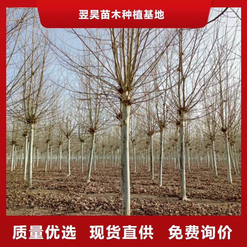 專業(yè)生產(chǎn)制造造型法桐供應(yīng)商