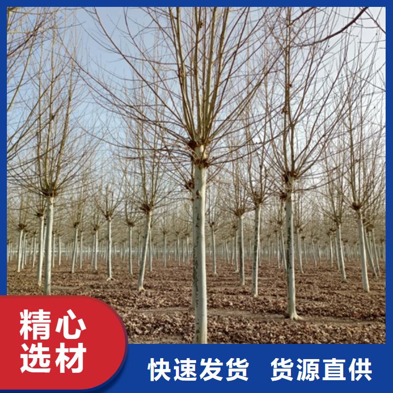 法桐,北京栾专业信赖厂家