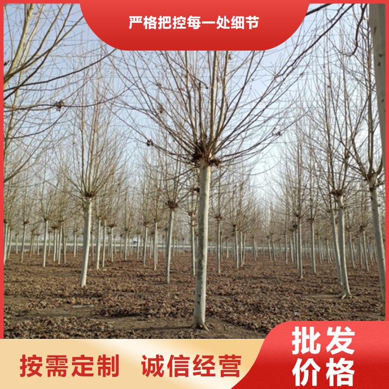 法桐-黄金槐优质货源