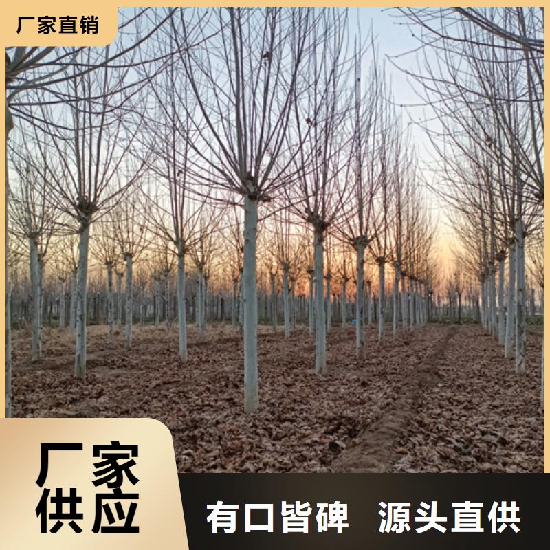 法桐炫麗海棠自主研發(fā)