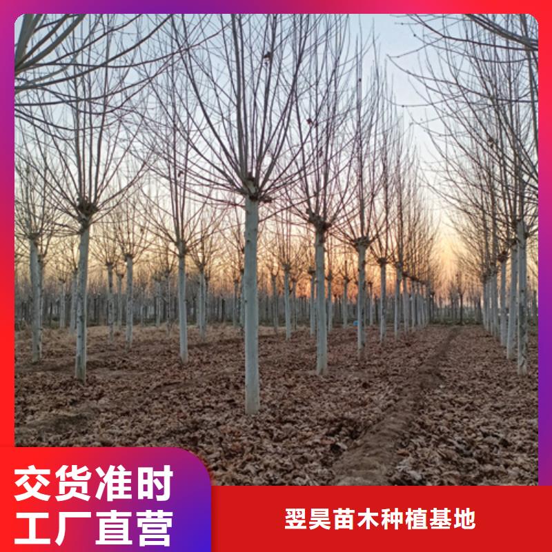 法桐金叶槐欢迎新老客户垂询