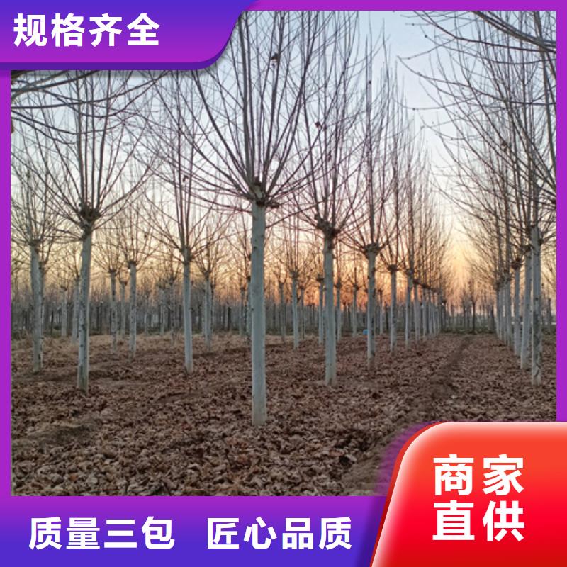 法桐小苗诚信企业绿化苗木
