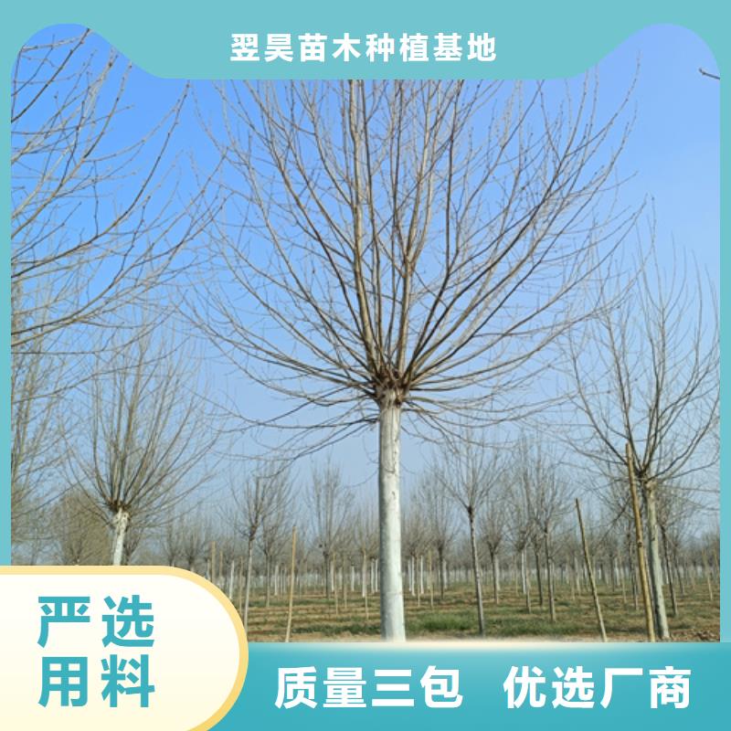 法桐櫻花質(zhì)量牢靠