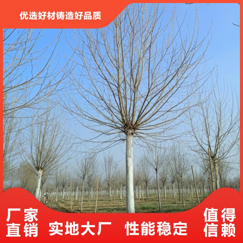 法桐-黄金槐优质货源