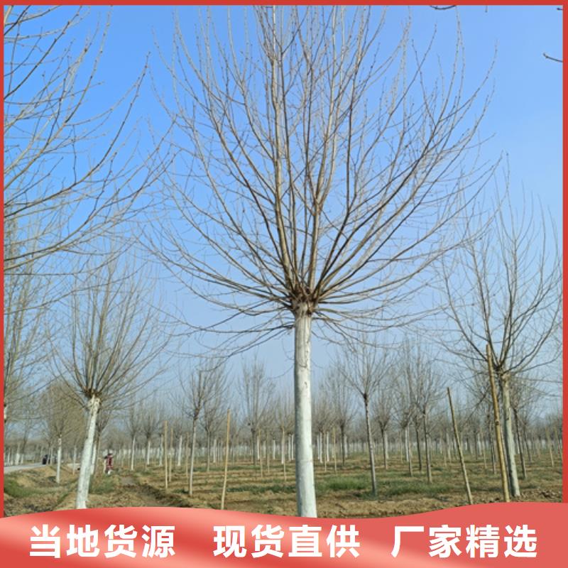 法桐黄金槐市场报价