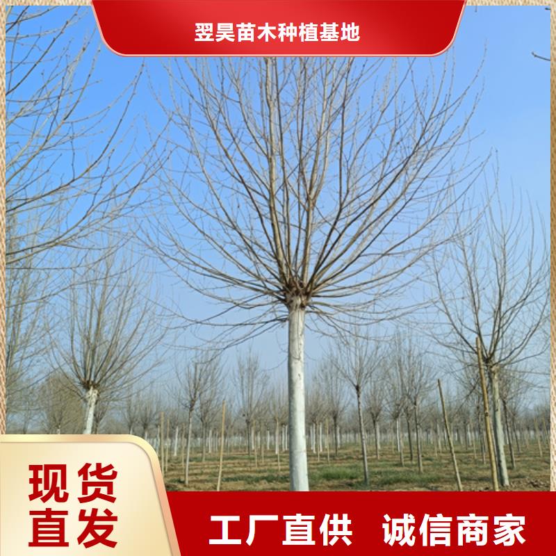 法桐-法桐可定制