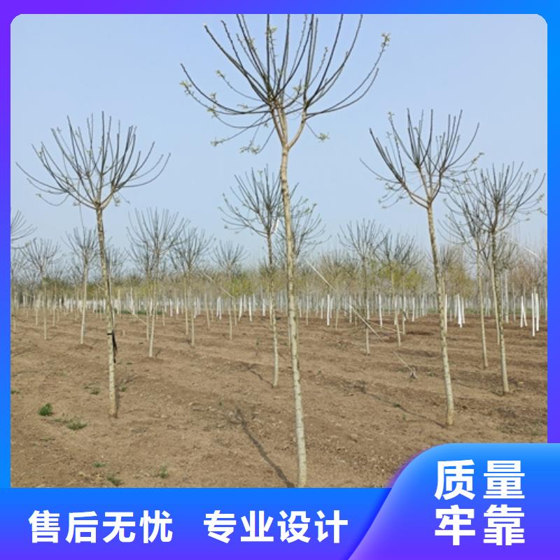 法桐樱花匠心工艺