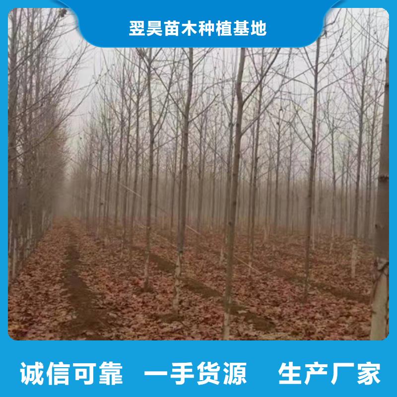 速生法桐廠家-發(fā)貨及時(shí)