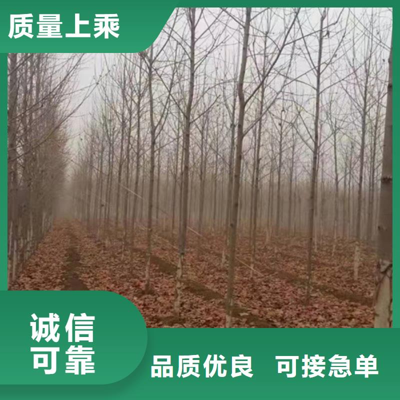 法桐金葉白蠟品質(zhì)服務(wù)