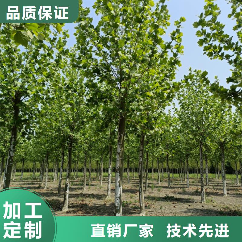 法桐國(guó)槐好產(chǎn)品有口碑