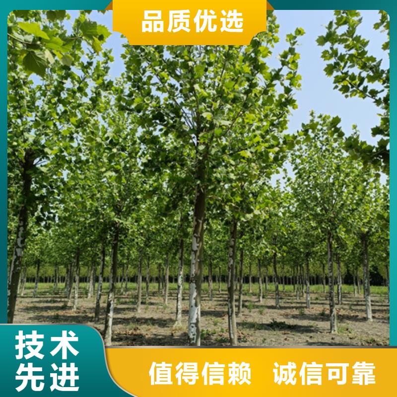 造型法桐靠谱厂家