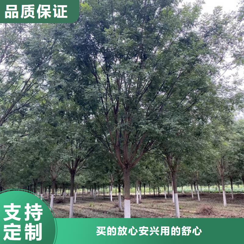 法桐黃金槐自營品質(zhì)有保障