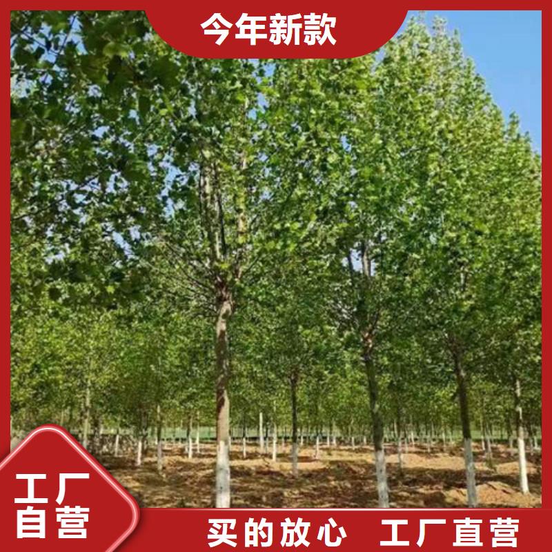 法桐厂家规格全