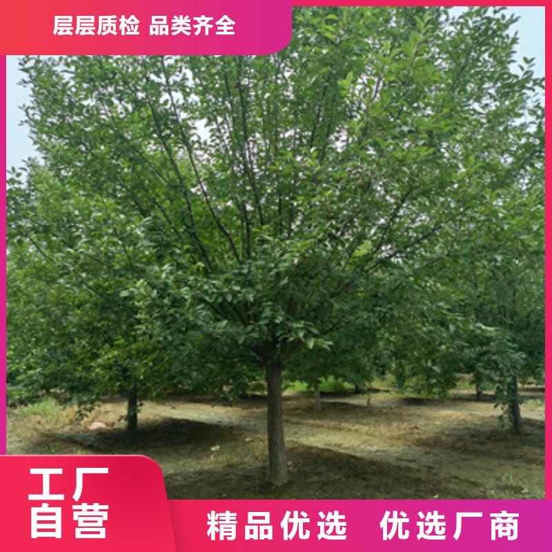 法桐原生冠法桐优良材质