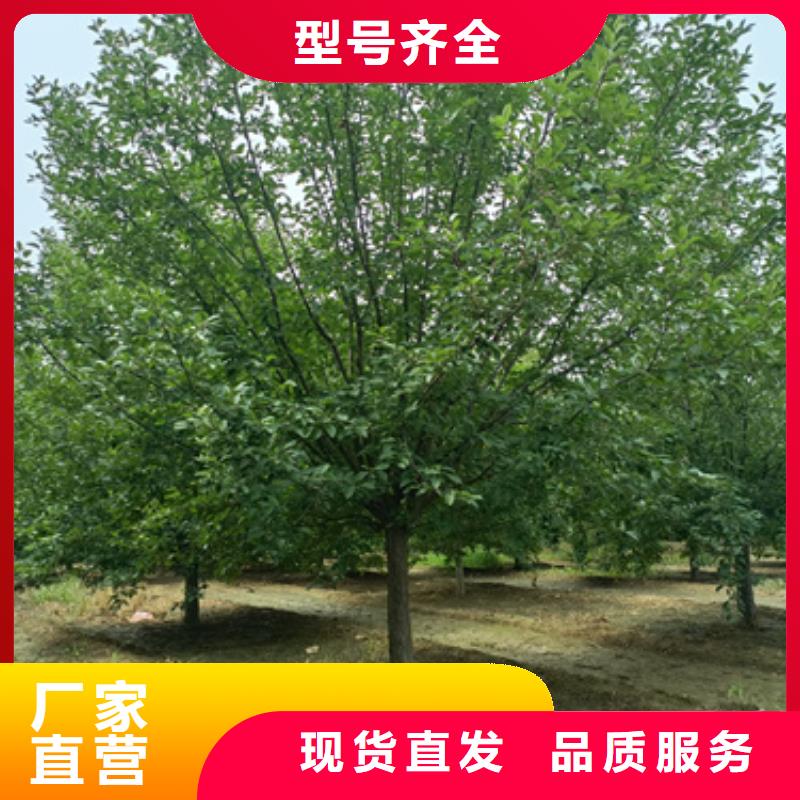 法桐現(xiàn)貨直供苗木基地
