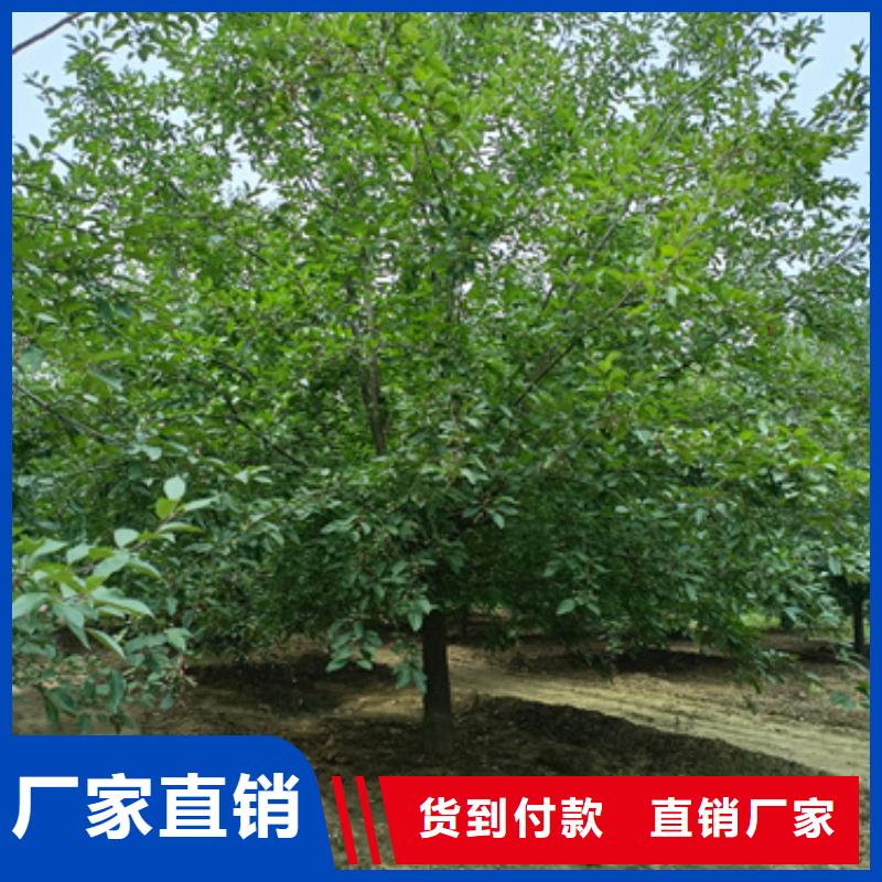 速生法桐廠家-發(fā)貨及時(shí)