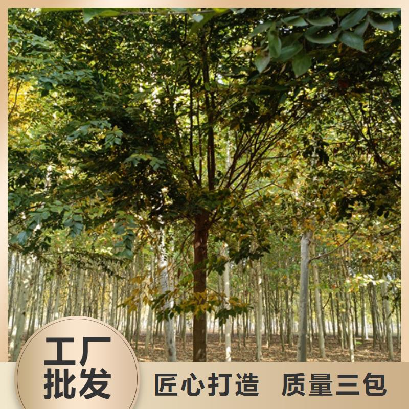 法桐截杆发帽专业完善售后