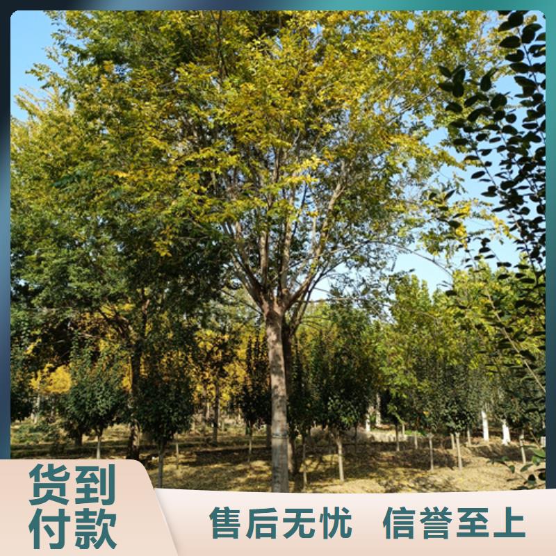 法桐,五角枫好厂家有担当