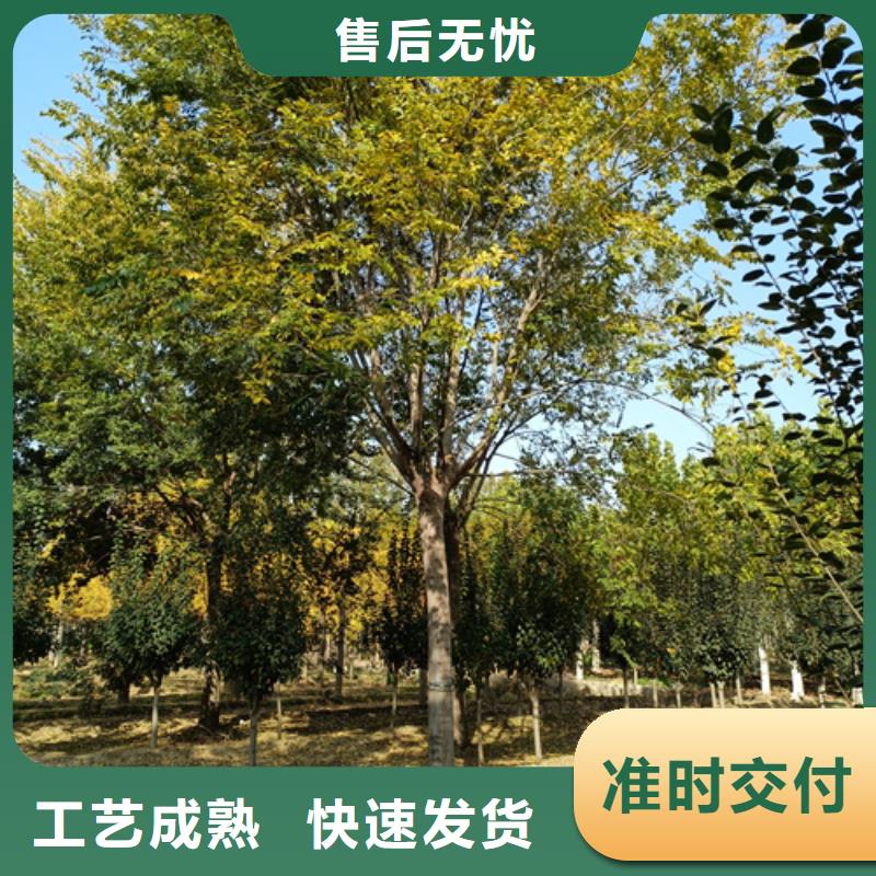 法桐金葉復(fù)葉槭源頭采購(gòu)