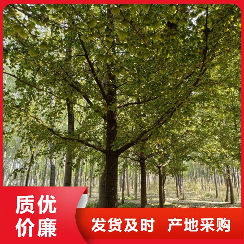 法桐截杆发帽专业完善售后