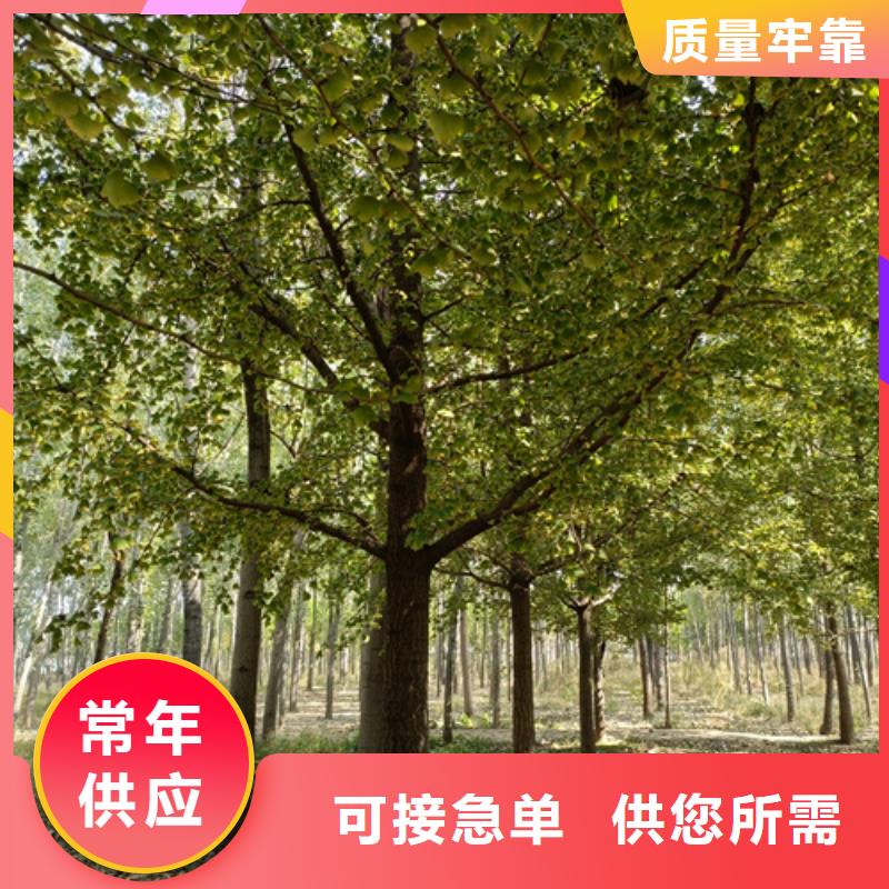法桐美国红枫实力优品
