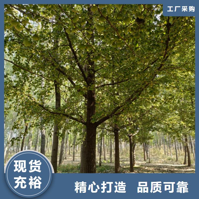 法桐北京栾货源足质量好