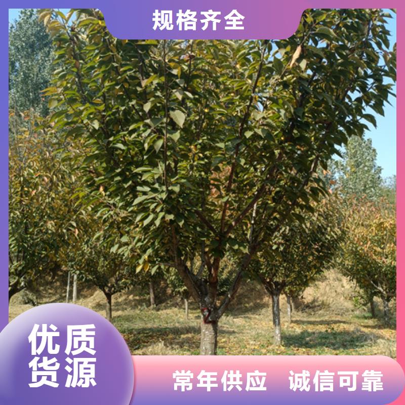 规格齐全的速生法桐销售厂家