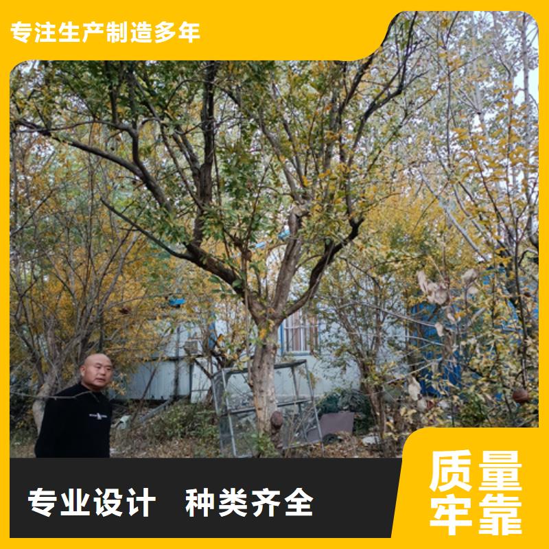 法桐秋紫白蠟設(shè)備齊全支持定制