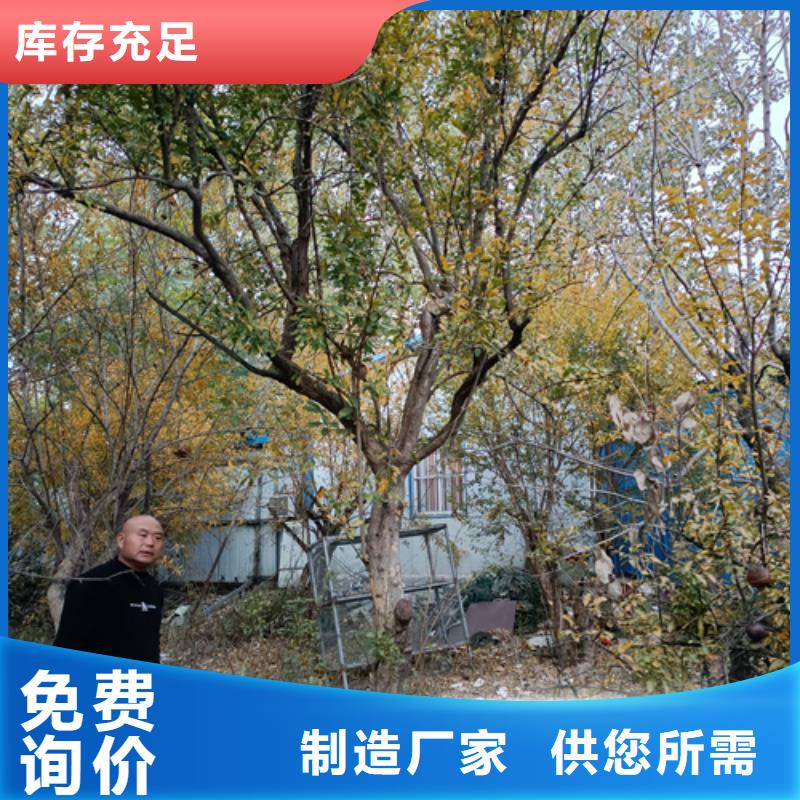 法桐金葉復(fù)葉槭價格地道