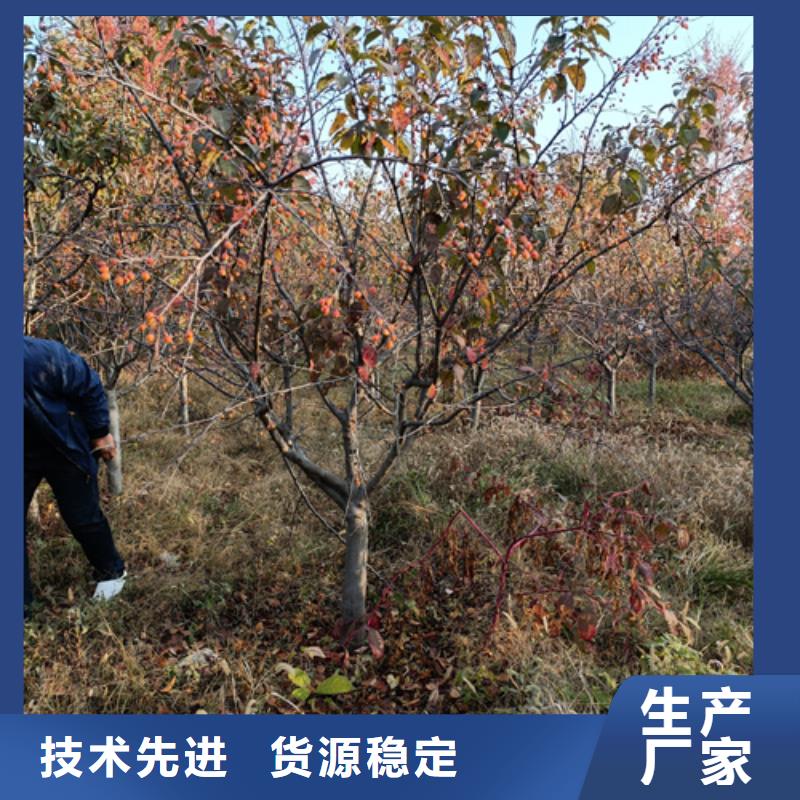 法桐原生冠法桐优良材质