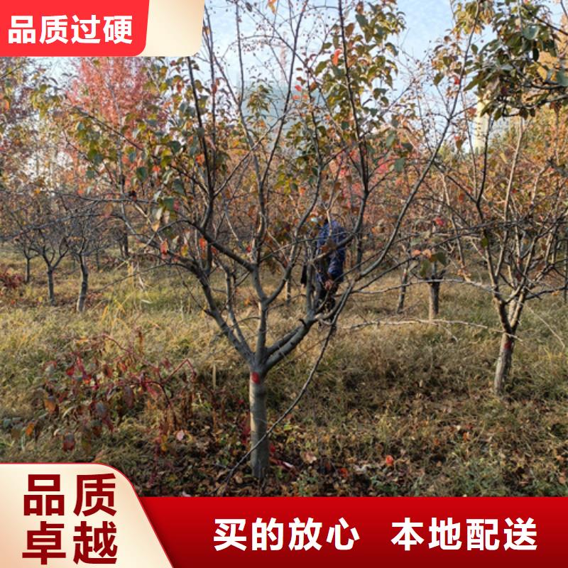 法桐樱花匠心工艺