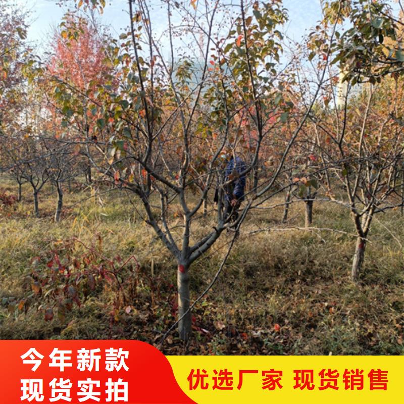法桐厂家规格全