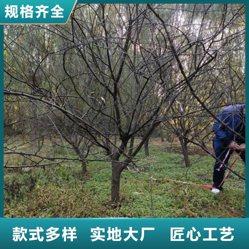 法桐美國紅楓行業(yè)優(yōu)選