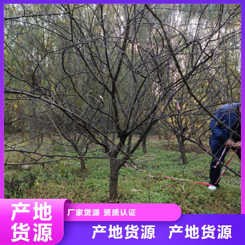 法桐黃金槐專注品質(zhì)