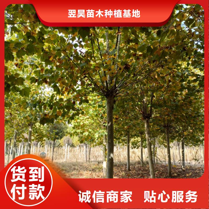 法桐截桿發(fā)帽專業(yè)完善售后