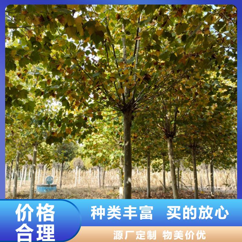 法桐,五角枫超产品在细节