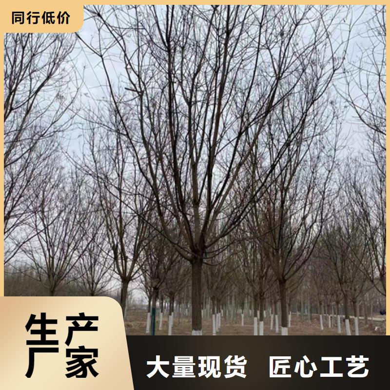 法桐价格种植基地苗木基地