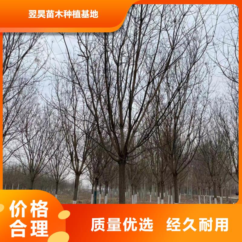供應法桐行情-實體廠家可定制