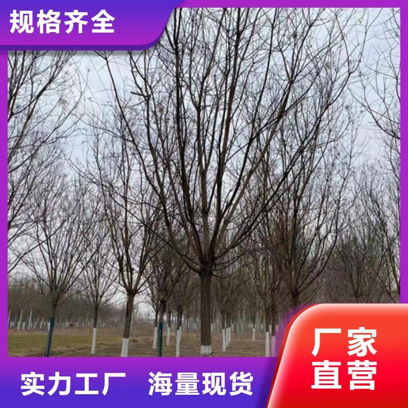 法桐黃金槐自營品質(zhì)有保障