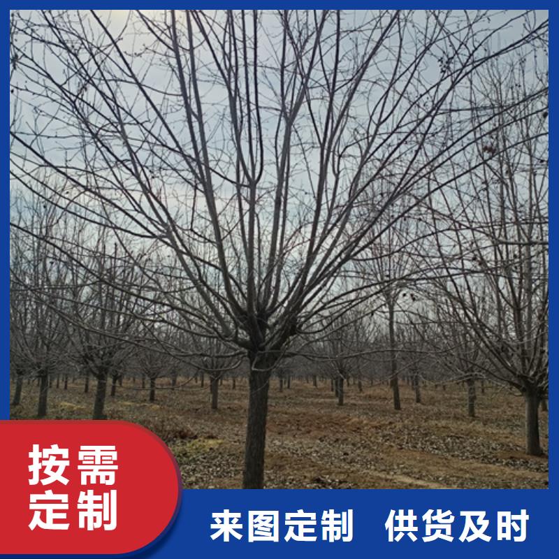 法桐_截桿發(fā)帽實(shí)力廠家直銷(xiāo)