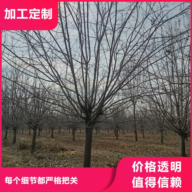 法桐厂家规格全