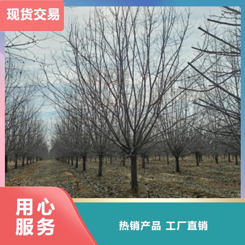 法桐厂家规格全