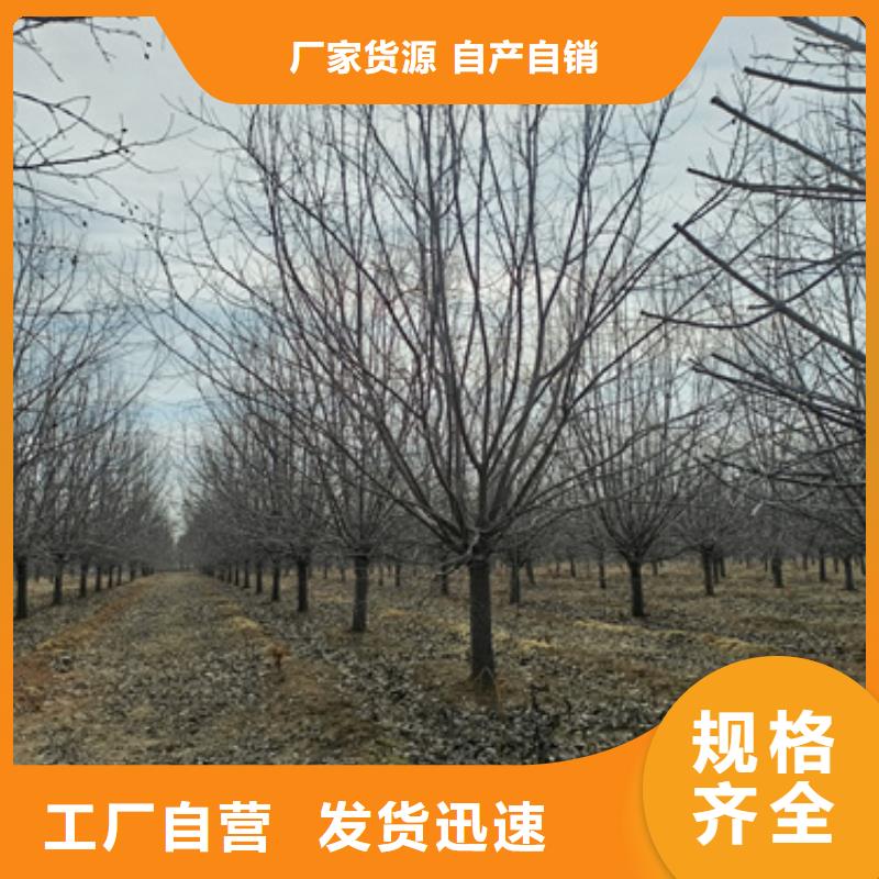 法桐五角楓定制速度快工期短