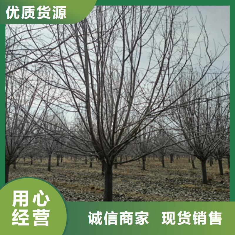 法桐美國紅楓行業(yè)優(yōu)選