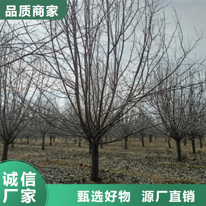 法桐五角楓廠家十分靠譜