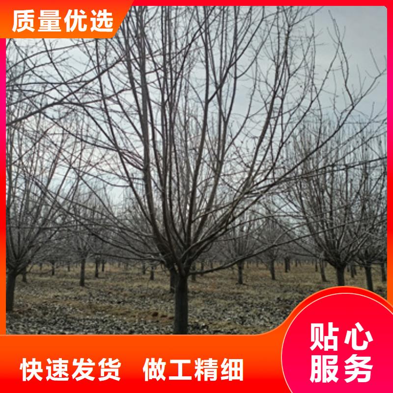 法桐_美国红枫买的是放心