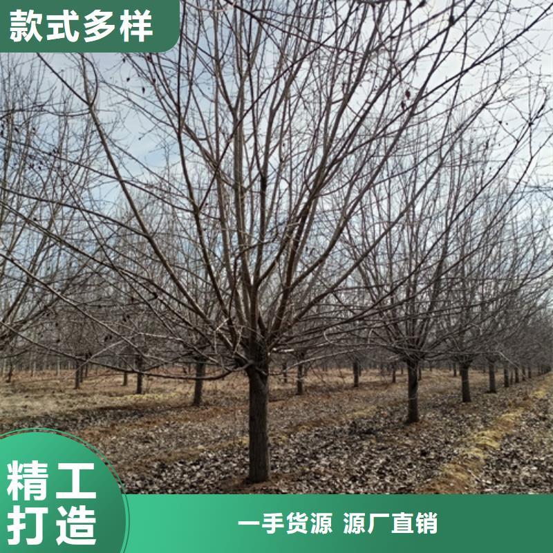 法桐美國紅楓N年生產(chǎn)經(jīng)驗