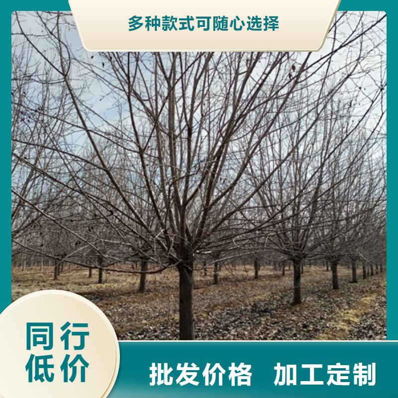 法桐【金叶槐】厂家