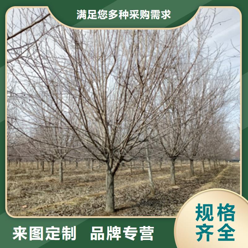 法桐五角楓廠家十分靠譜