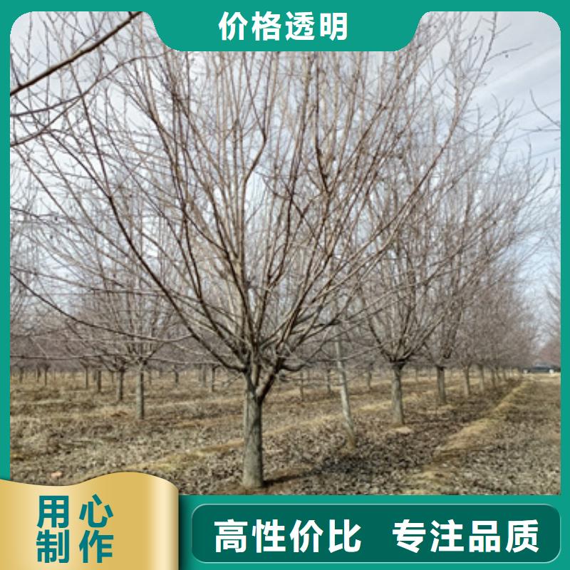 法桐黃金槐自營品質(zhì)有保障